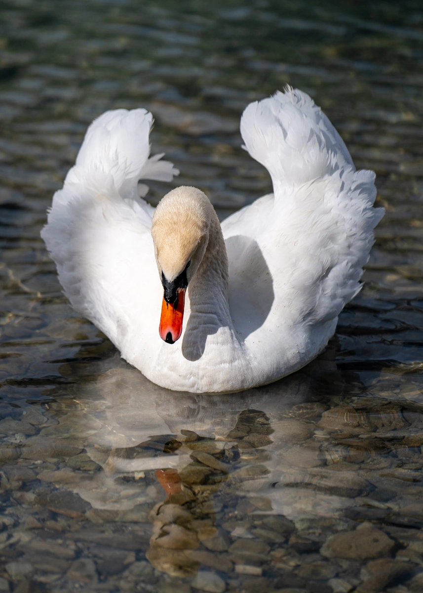 le cygne
